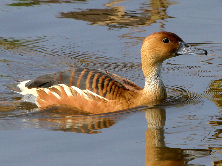 Fulvous Whistling Duck